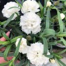 200 Pcs Dianthus 'White Cosmos' Pinks Perennial Flower 200 Pcs Dianthus 'White Cosmos' Pinks Perennial Flower