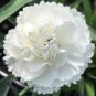 200 Pcs Dianthus 'White Cosmos' Pinks Perennial Flower