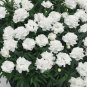 200 Pcs Dianthus 'White Cosmos' Pinks Perennial Flower