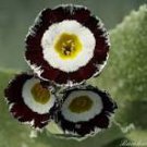 Primula Auricula Stubbs Tartan Flower Seeds