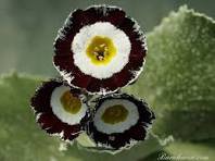 Primula Auricula Stubbs Tartan Flower Seeds