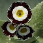 Primula Auricula Stubbs Tartan Flower Seeds