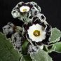 Primula Auricula Stubbs Tartan Flower Seeds