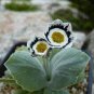 Primula Auricula Stubbs Tartan Flower Seeds