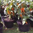 Chilli Bulgarian Carrot Hot Pepper Seeds
