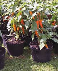 Chilli Bulgarian Carrot Hot Pepper Seeds