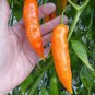 Chilli Bulgarian Carrot Hot Pepper Seeds