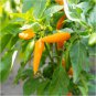 Chilli Bulgarian Carrot Hot Pepper Seeds