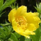 5 Pcs Paeonia Ludlowii Rare Heirloom Yellow Red Pink White / F1 Peony Shrub Flower 5 Pcs Paeonia Ludlowii Rare Heirloom Yellow Red Pink White / F1 Peony Shrub Flower