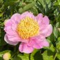 5 Pcs Paeonia Ludlowii Rare Heirloom Yellow Red Pink White / F1 Peony Shrub Flower