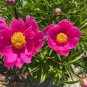 5 Pcs Paeonia Ludlowii Rare Heirloom Yellow Red Pink White / F1 Peony Shrub Flower