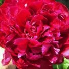 100% Genuine Heirloow Giant Dark Red Peony Double Flowers dazzling super big blooming flowers