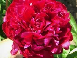 100% Genuine Heirloow Giant Dark Red Peony Double Flowers dazzling super big blooming flowers