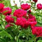 100% Genuine Heirloow Giant Dark Red Peony Double Flowers dazzling super big blooming flowers