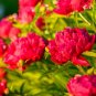 100% Genuine Heirloow Giant Dark Red Peony Double Flowers dazzling super big blooming flowers