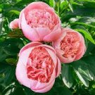 Purely Pink Salmon Peony Tree big blooming double petals