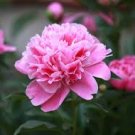 Rose Pink Peony Shrub Flowers Seeds 4-layer outer petals big ball inner centre big blooms flowers Rose Pink Peony Shrub Flowers Seeds 4-layer outer petals big ball inner centre big blooms flowers