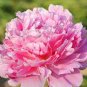 Rose Pink Peony Shrub Flowers Seeds 4-layer outer petals big ball inner centre big blooms flowers