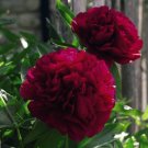Blackish Red Peony Plant Flower Seeds 11-layer petals big blooms garden tree fragrant bonsai flowers