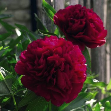 Blackish Red Peony Plant Flower Seeds 11-layer petals big blooms garden tree fragrant bonsai flowers