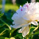 White Little Red Peony Shrub Flower Seeds light fragrant big blooms home garden plants White Little Red Peony Shrub Flower Seeds light fragrant big blooms home garden plants