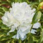 White Little Red Peony Shrub Flower Seeds light fragrant big blooms home garden plants
