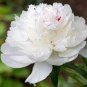 White Little Red Peony Shrub Flower Seeds light fragrant big blooms home garden plants