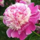 Peony Dark Red 2-layer Petals Pink Ball Flower Seeds big blooms home garden supply