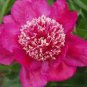 Peony Dark Red 2-layer Petals Pink Ball Flower Seeds big blooms home garden supply