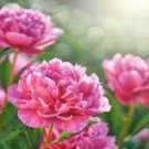 Peony Short Purple Petals Big Ball Centre Flower Seeds home garden strong fragrant flowers
