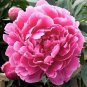 Peony Short Purple Petals Big Ball Centre Flower Seeds home garden strong fragrant flowers