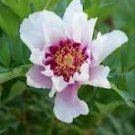'Yidianhong' Cream White Peony Flowers with Dark Red centre Flower 'Yidianhong' Cream White Peony Flowers with Dark Red centre Flower