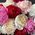 Peony Mixed 6 Types Shrub Flower Seeds home garden big blooms flowers Peony Mixed 6 Types Shrub Flower Seeds home garden big blooms flowers