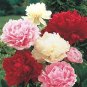 Peony Mixed 6 Types Shrub Flower Seeds home garden big blooms flowers