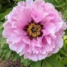 Peony Bright Light Pink Flowering Flower Seeds big blooms home garden light fragrant