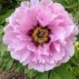 Peony Bright Light Pink Flowering Flower Seeds big blooms home garden light fragrant