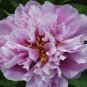 Peony Bright Light Pink Flowering Flower Seeds big blooms home garden light fragrant