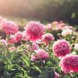 Peony Bright Light Pink Flowering Flower Seeds big blooms home garden light fragrant