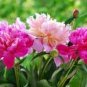 Peony Light Pink Compact Big Blooms Tree Seeds