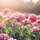 Peony Dark Purple Big Blooms Flower Seeds flower Peony Dark Purple Big Blooms Flower Seeds flower