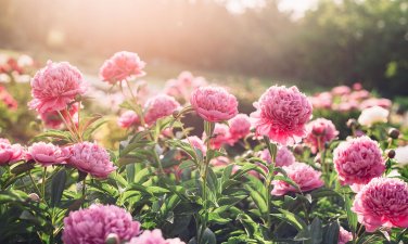 Peony Dark Purple Big Blooms Flower Seeds flower
