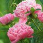 Peony Dark Purple Big Blooms Flower Seeds flower
