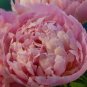 Peony Dark Purple Big Blooms Flower Seeds flower