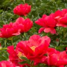 Peony Fresh Red Big Blooms Flower Seeds 3-layer bonsai home garden perennial flowers