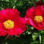 Peony Fresh Red Big Blooms Flower Seeds 3-layer bonsai home garden perennial flowers