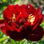 Peony Fresh Red Big Blooms Flower Seeds 3-layer bonsai home garden perennial flowers