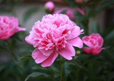 Peony Fully Pink Big Blooms Tree New Seeds compact home garden flowers easy to grow