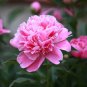 Peony Fully Pink Big Blooms Tree New Seeds compact home garden flowers easy to grow