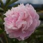 Peony Fully Pink Big Blooms Tree New Seeds compact home garden flowers easy to grow