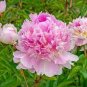 Peony Fully Pink Big Blooms Tree New Seeds compact home garden flowers easy to grow